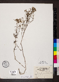 Stenaria nigricans image