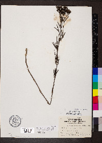 Stenaria nigricans image