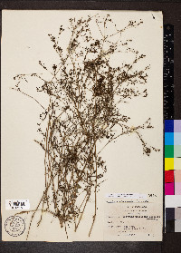 Stenaria nigricans var. nigricans image