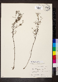 Stenaria nigricans image