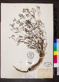Stenaria nigricans var. nigricans image