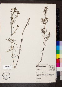 Stenaria nigricans image