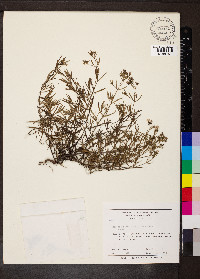 Stenaria nigricans image