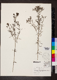 Stenaria nigricans image