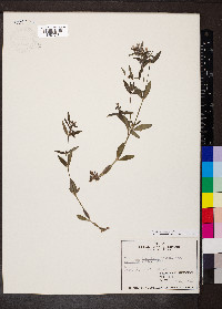 Houstonia canadensis image