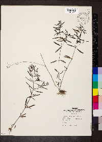 Houstonia longifolia image