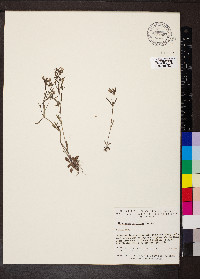 Houstonia longifolia image