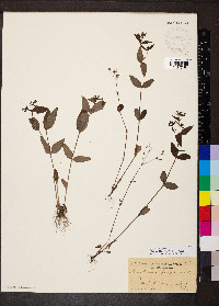 Houstonia purpurea image