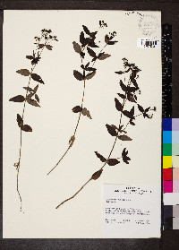 Houstonia purpurea image