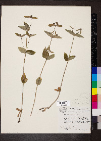 Houstonia purpurea image