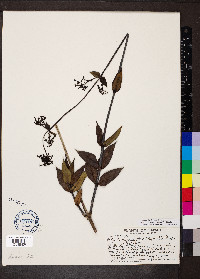 Kadua centranthoides image