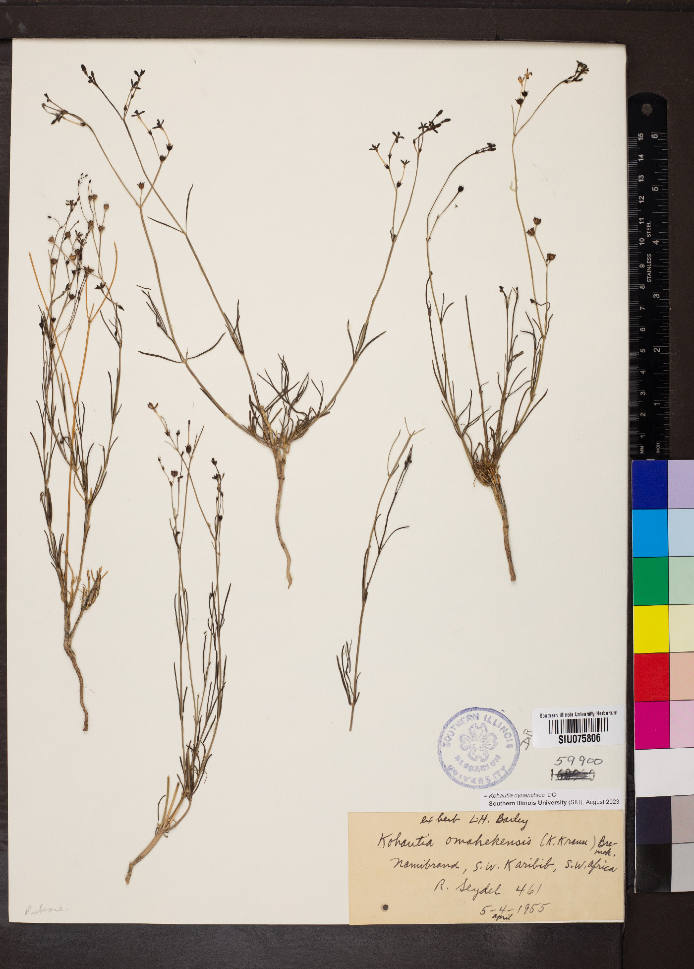 Kohautia cynanchica image