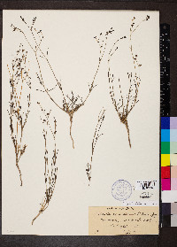 Media resource of Kohautia cynanchica