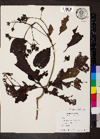 Macrocnemum roseum image