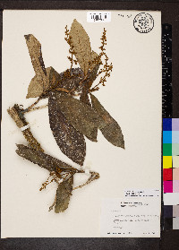 Malanea erecta image