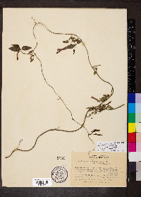 Manettia gracilis image