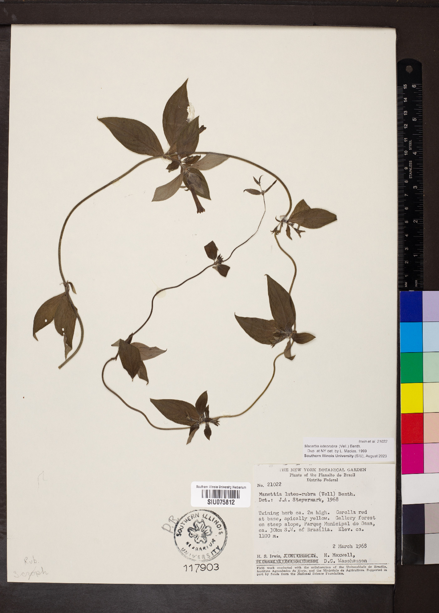 Manettia luteorubra image