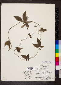 Manettia luteorubra image