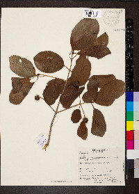 Mitragyna parvifolia image