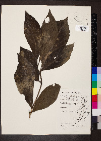Morinda panamensis image