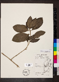 Morinda umbellata image