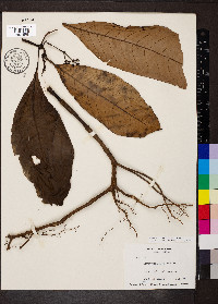 Notopleura uliginosa image
