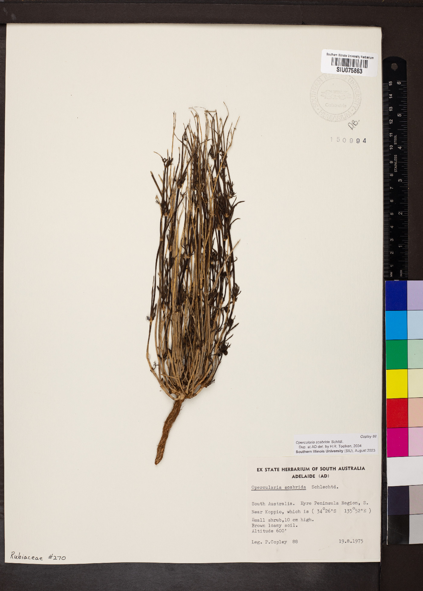 Opercularia scabrida image