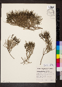 Opercularia turpis image