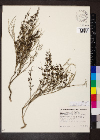 Opercularia turpis image