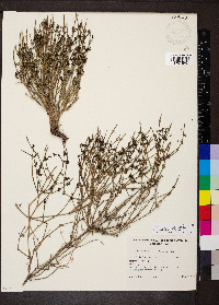 Opercularia turpis image