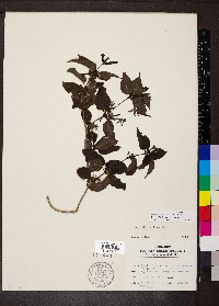 Paederia ciliata image