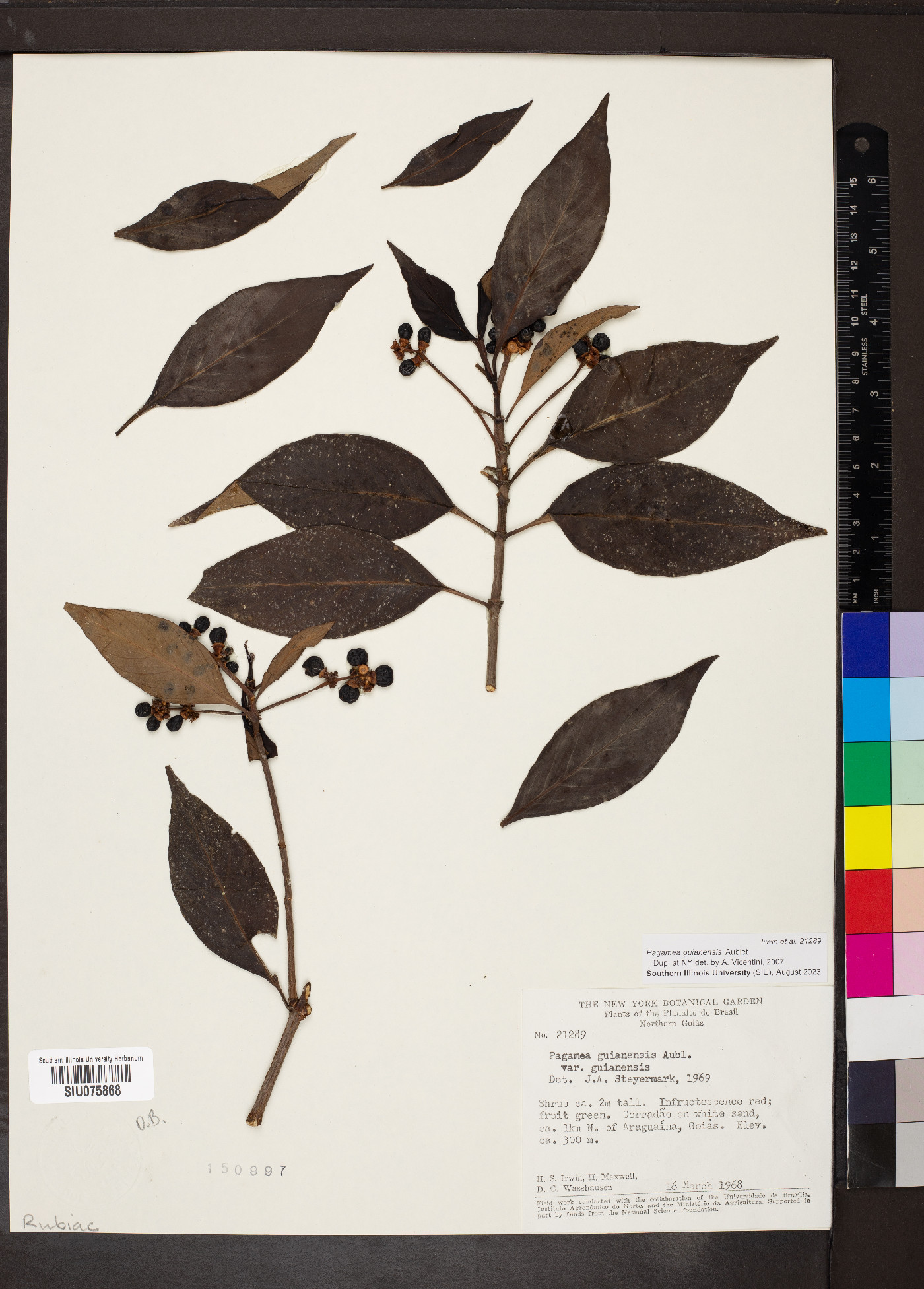 Pagamea guianensis image