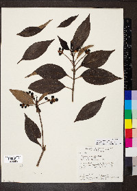 Pagamea guianensis image