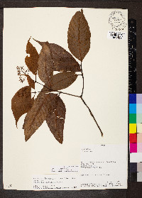 Palicourea acuminata image
