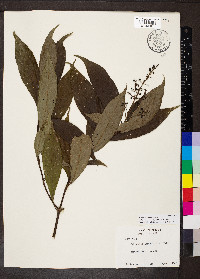 Palicourea angustifolia image