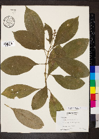 Palicourea brachiata image