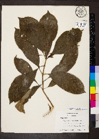 Media resource of Palicourea brachiata