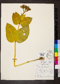 Palicourea coriacea image