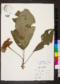 Palicourea correae image