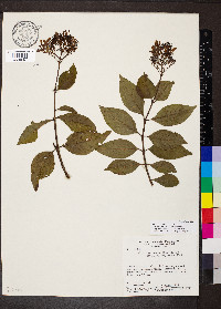 Palicourea croceoides image