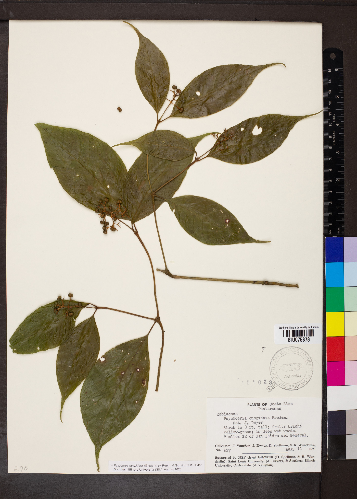 Palicourea cuspidata image
