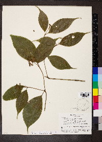 Palicourea cuspidata image