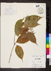 Palicourea cuspidata image