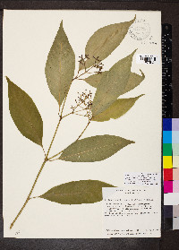 Palicourea domingensis image