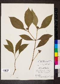 Palicourea hoffmannseggiana image