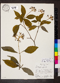 Palicourea marcgravii image