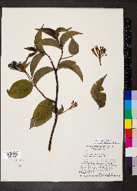 Palicourea marcgravii image