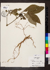 Palicourea racemosa image