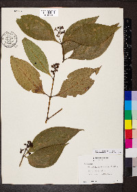 Palicourea racemosa image