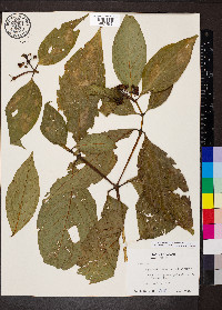 Palicourea racemosa image